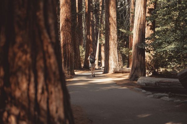 Quels sont les meilleurs circuits pour une randonnée dans les forêts de Sequoia en Californie?