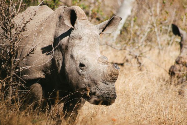 Quels sont les meilleurs spots pour observer les rhinocéros en Afrique du Sud?