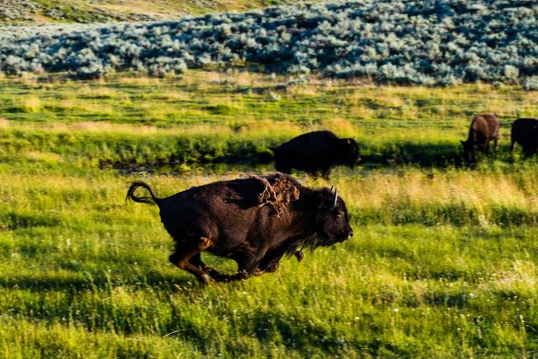 Comment préparer une expédition pour observer les bisons dans le parc national de Yellowstone, USA?